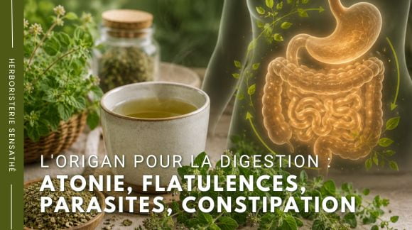 L'origan pour la digestion  atonie, flatulences, parasites, constipation - Herboristerie Sensathé